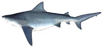 Image result for Leucas princei