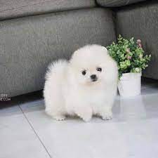 Teacup Pomeranian Price In India Pets Lovers