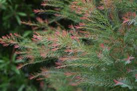 Image result for Melaleuca