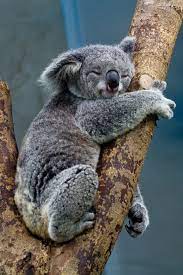 Breakfast With Koalas At Wild Life Zoo Darling Harbour Cute Wild Animals Slowest Animal Koala