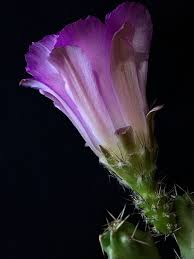 Thorny plants doesn't sound like the most appealing category, but it includes some of the most beloved species around homes and gardens. Cactus Pink Flower Thorns Pimpollo Flower Plant Nature Flowering Piqsels
