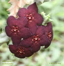 Image result for Orbea melanantha