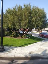 Maybe you would like to learn more about one of these? African Sumac Before And After Tree Service Bakersfield