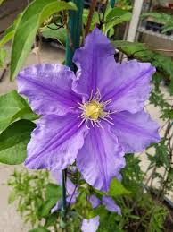 Check spelling or type a new query. Clematis Will Barron In The Clematis Database Garden Org