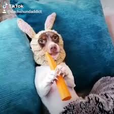 Funny Tik Tok Video Video In 2020 Cute Dogs Cute Animals Funny Animal Videos