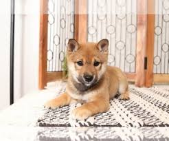 Puppies will be available to go home in may! Puppyfinder Com Shiba Inu Puppies Puppies For Sale Near Me In Naples Florida Usa Page 1 Displays 10