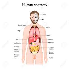 Abdominal anatomy  gall bladder abdominal cavity ▪ detoxifies many substances  boundaries ▪ stores. Human Anatomy Internal Organs Front View Vector Illustration Royalty Free Cliparts Vectors And Stock Illustration Image 157030596