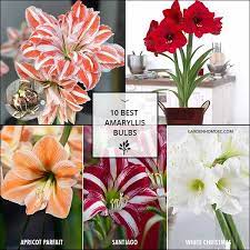 10 Best Amaryllis Bulbs Amaryllis Bulbs Amaryllis Bulb Flowers