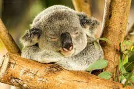 Koalalar Genellikle Hareketsiz Bir Yasam Surer Ve Gunde 20 Saat Kadar Uyurlar Avustralya Da Bol Bol Koala Gormeniz Mumkundur Koala Koala Bebe Pandas