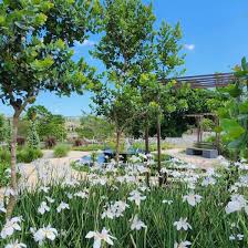 Image result for Dietes