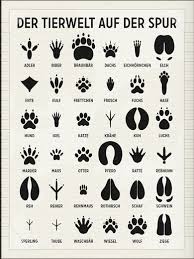 Lily Lux Bucher Das Lily Lux Notizbuch Tierspuren Tiere Infografik