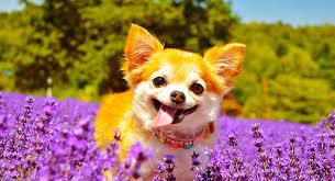 Long haired chihuahua content overview. Chihuahua Names 300 Adorable Chihuahua Dog Name Ideas
