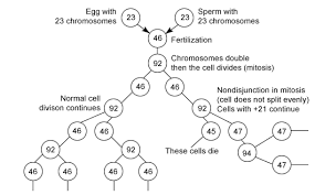 Mosaicism In Down Syndrome Non Disjunction In Mitosis Less Than 5 Of Cases Mitosis Down Syndrome Down Syndrome Baby