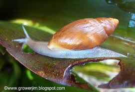 Are snails bad for your garden. Garden Adventures Creature Feature The Good Snail