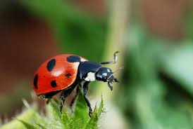 Coccinellidae Wikipedia