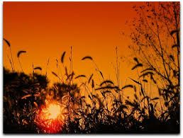 Image result for Yellow 1983 Amana