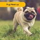 Pug Meetup @ Two Shepherds Taproom – October 19 event image