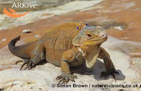 Image result for Icuria