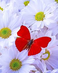 Jacky parker photography getty images. Beautiful White Flowers Red Butterfly New Paint By Numbers Numeral Paint