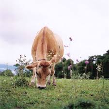 Little Cow Cute Cows Animals Beautiful Farm Animals