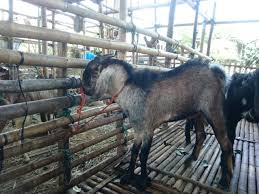 Kami menyediakan dan menjual kambing maupun sapi untuk qurban ataupun aqiqah. Qurban Di Solehaqiqah Archives Page 2 Of 2 Soleh Aqiqah