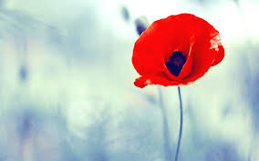 Poppy Wallpaper 1920x1200 4936 Download all photos and use them even for commercial projects.