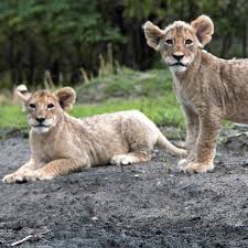 飞往卢萨卡(LUN)的航班| 阿聯酋航空目的地| 阿聯酋航空