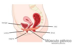 Resultado de imagem para musculo pelvico