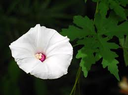 Image result for Xenostegia medium