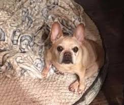 They are well cared for in our home, until at enchanted frenchies, we breed our french bulldogs for working class families, offering them at a lower cost than a typical breeder. Sloan Dog Ranch Rescue