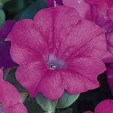 How to keep petunias all year. Petunia Wave Series Flower Garden Seed 100 Pelleted Seeds Lavendar Blooms Annual Flowers Wave Petunia Seeds Spreading Petunias Walmart Com Walmart Com