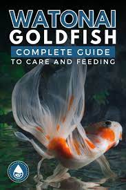 Watonai Goldfish Complete Guide To Care And Feeding Goldfish Pet Fish Unique Animals