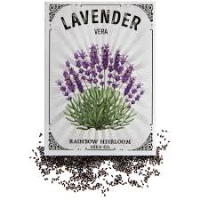English Lavender Seeds for Planting
