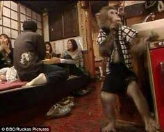 Image result for Fukuchan Monkey in wig, mask, works Restaurant!