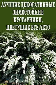 какие цветы посадить на даче чтобы цвели все лето Luchshie Dekorativnye Zimostojkie Kustarniki Cvetushie Vse Leto Kustarniki Vechnozelenyj Sad Organicheskoe Sadovodstvo