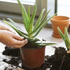 To make a balanced succulent soil, mix one part organic materials from the left column with two parts. How To Grow Aloe Plants What Kind Of Soil Do Aloe Plants Need