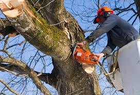 Best Tree Service in Manhattan, IL | Tree Removal, Pruning & More!