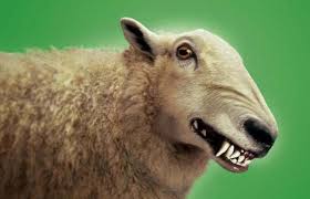 Image result for wolves in sheep's clothing