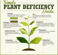 cannabis leaf nutrient deficiency chart bedowntowndaytona com