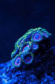Watermelon Zoanthids Under Led Lighting Saltwater Fish Tanks Saltwater Aquarium Fish Marine Aquarium