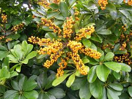 Image result for Araliaceae