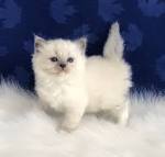 WHITE RAGDOLLS and BLUE EYED WHITE RAGDOLL KITTENS