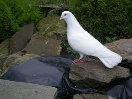 How To Care For Pet Doves Love Birds Pet Pet Birds Pets