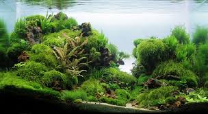 Cryptocoryne parva, the smallest known water trumpet species, has its origins in the central highlands of sri lanka near kandy city. 23 Aquarien Ideen Aquarien Planted Aquarium Aquarium