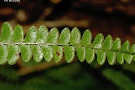 Image result for Lindsaeaceae