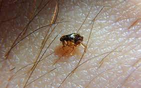 Dog bites can be dangerous and the persons bitten may need hospitalization or even surgery. Flea Tick Pest Identification Guide