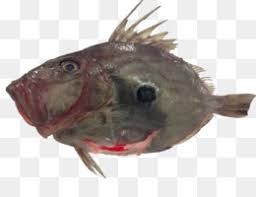 They are dark grey or dark brown in color, with soft skin that is adapted to reflect blue light, making it difficult to see. Angler Fish Png Angler Fish Silhouette Angler Fish Bulb Real Angler Fish Angler Fish Skeleton Angler Fish Art Angler Fish Color Angler Fish Cartoon Graphics Angler Fish Vector Cartoon Angler Fish How Big Is An Angler Fish Angler Fish From Finding