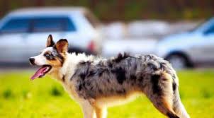 They could also have the characteristic red or blue merle of the australian shepherd. Red Merle Australian Shepherd Puppies Learn About This Beautiful Dog