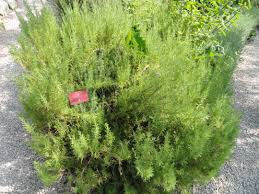 Image result for Eriocephalus