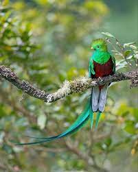 He Resplendent Quetzal Is A Must See In Costa Rica L O C A T I O N Costa Rica I M A G E S O U R C Quetzal Most Beautiful Birds Beautiful Birds